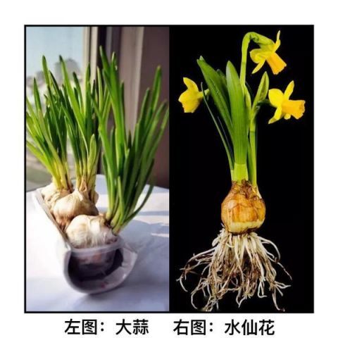 水仙花根茎叶结构图图片