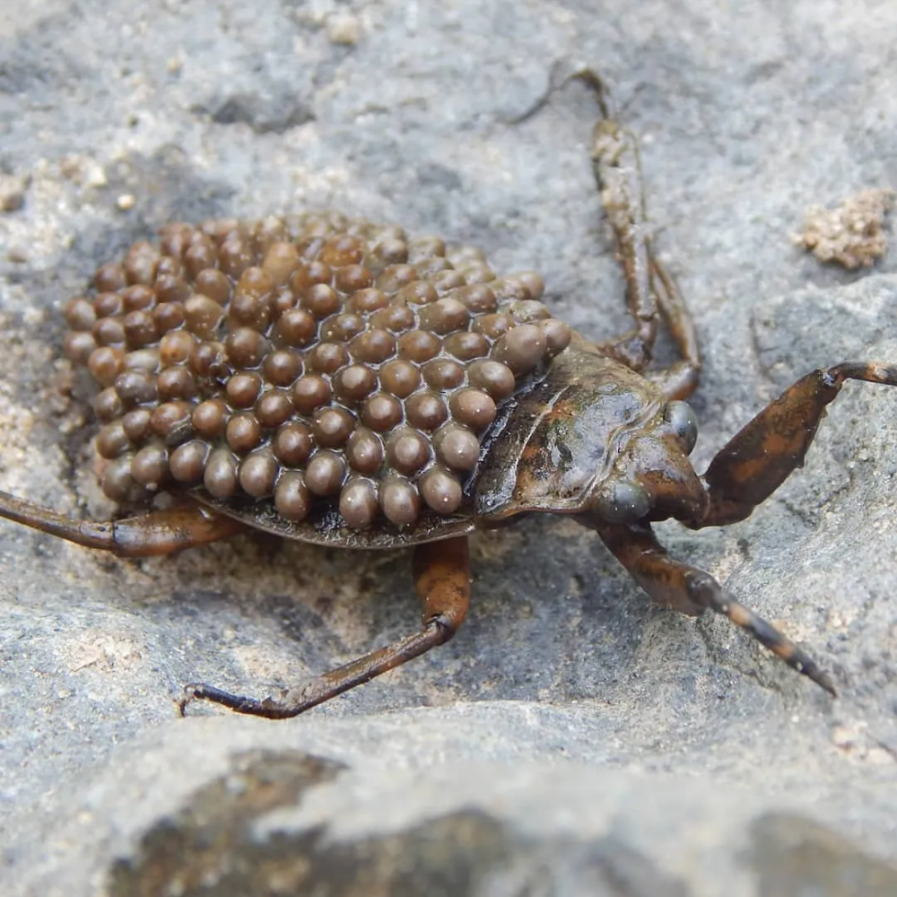 奇妙的动物行为大赏 大自然真是个伟大的造物主 让人大开眼界 腾讯新闻