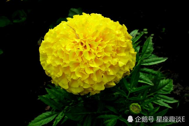 3月6日星座运势 不惧艰险 努力向前的四大星座 星座 星座运势 摩羯座 天秤座 双鱼座 金牛座