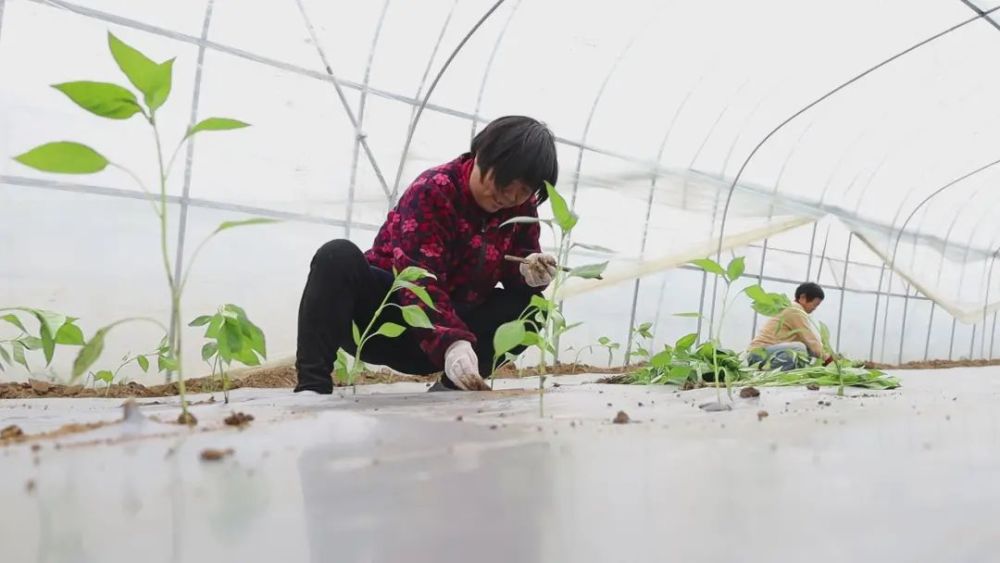 谷城县|【区县新闻】湖北谷城：人勤春来早 大棚育苗忙