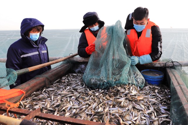 博斯腾湖池沼公鱼进入捕捞旺季|博湖县|博斯腾湖|新疆|谢德强|渔民