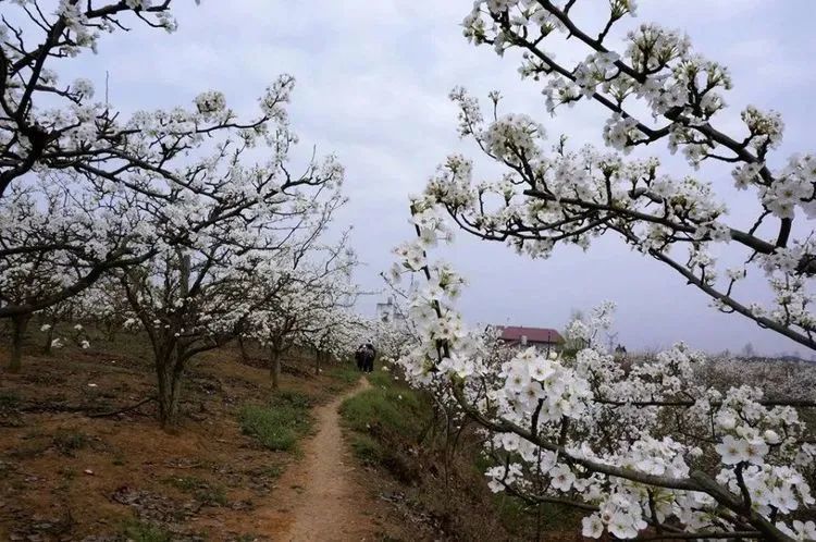 成都南下简阳1300亩的梨花沟春意盎然