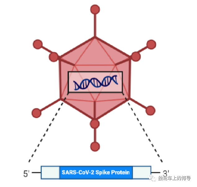 腺病毒|新研发的新冠疫苗只需打一针！为你解读以腺病毒为载体的新冠病毒疫苗