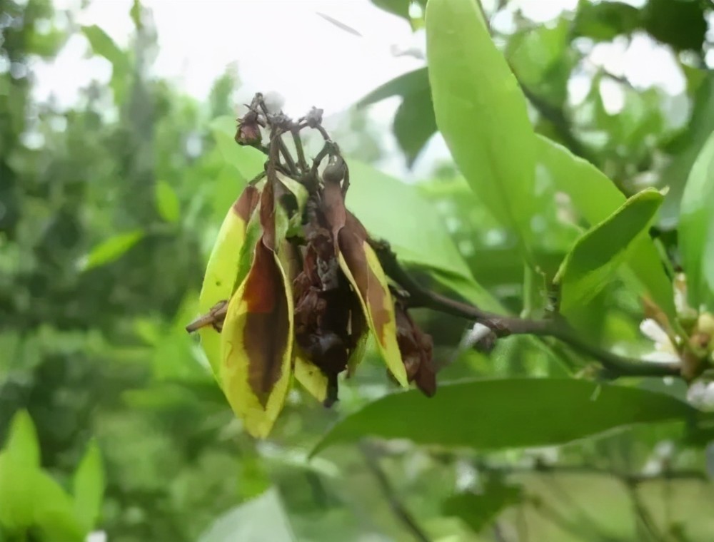 柑橘|从感染到发病只要1天！柑橘春梢、幼果头号杀手就是它