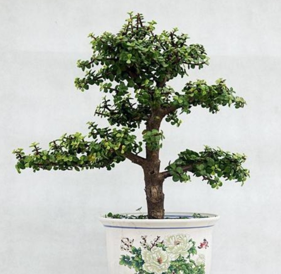 金枝玉叶,养成造型优美的盆景,需要做好几个关键事项