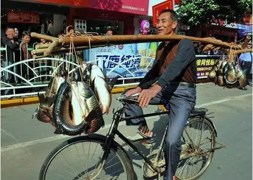 鱼类|离水的鱼通过“弓鱼术”，就可以保证几天不死？有科学依据吗？