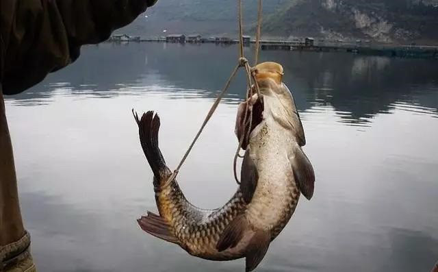 离水的鱼通过弓鱼术就可以保证几天不死有科学依据吗