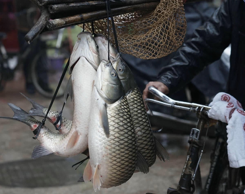 鱼类|离水的鱼通过“弓鱼术”，就可以保证几天不死？有科学依据吗？