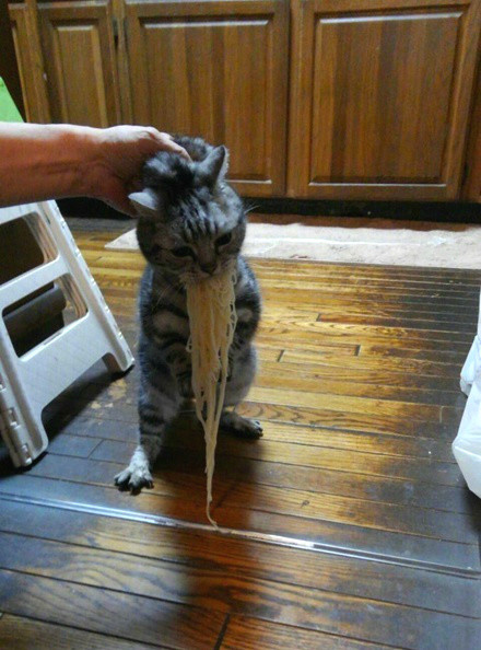 猫为了偷吃到底能有多拼?笑疯了!