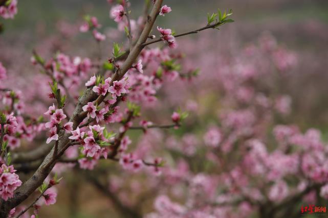 成都东部新区首届东麓桃花季浪漫来袭 腾讯网