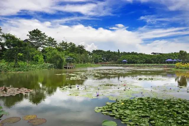 上述景點都不能滿足你要求還能順便認識下公園內種類繁多的植物漫步