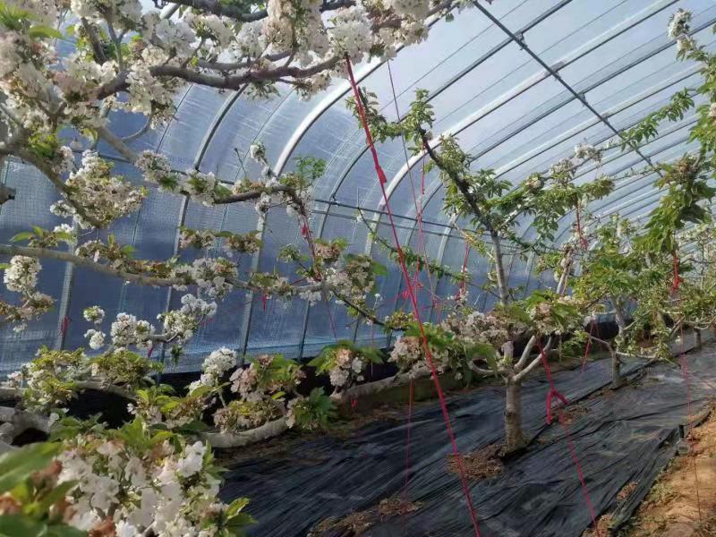栖霞市庙后镇用科技赋能大樱桃产业合作社大棚里盛放致富花
