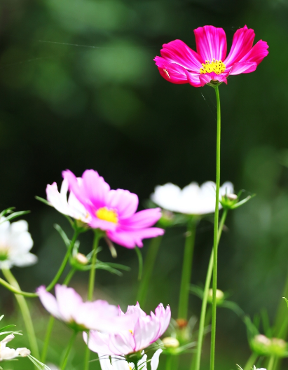 3月上旬开始 4属相苦尽甘来 横财旺盛 生活越来越精彩 腾讯新闻