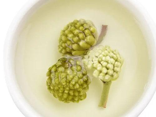 探秘藏药no 36 绿萝花 不可多得的藏药材 腾讯新闻