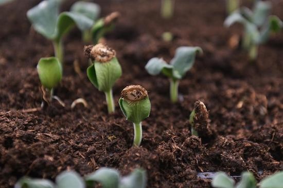 衡阳市衡东县:抢抓农时育春苗