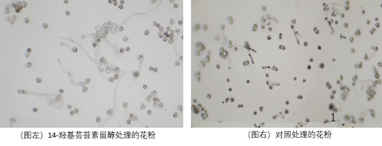 花粉管核图片