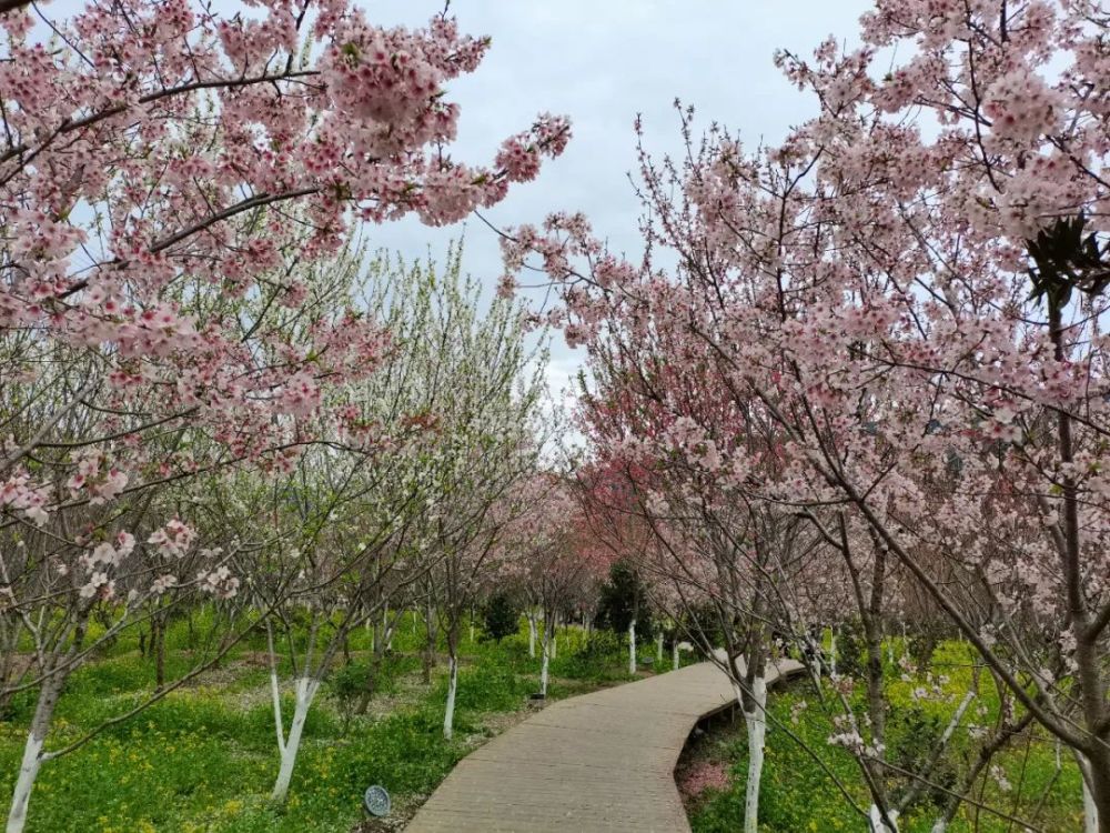 新华网报道霞浦玉潭樱花谷:春暖花开 "樱"你而来
