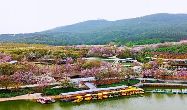 广州花都 赤坭花开遍地金带火乡村游 赤坭镇 广州花都 花都区 竹洞村 乡村振兴 乡村旅游