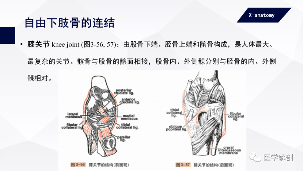 人體的重力從踝關節經距骨向前,後傳遞到蹠骨頭和跟骨結節,從而保證