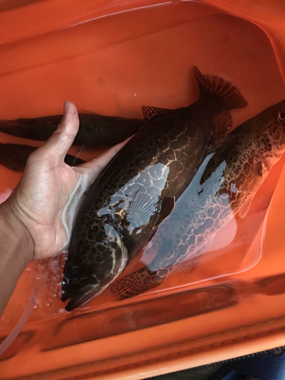 这种广西虎皮鳜鱼,喜欢栖息在清澈的小河里,如今已不多见