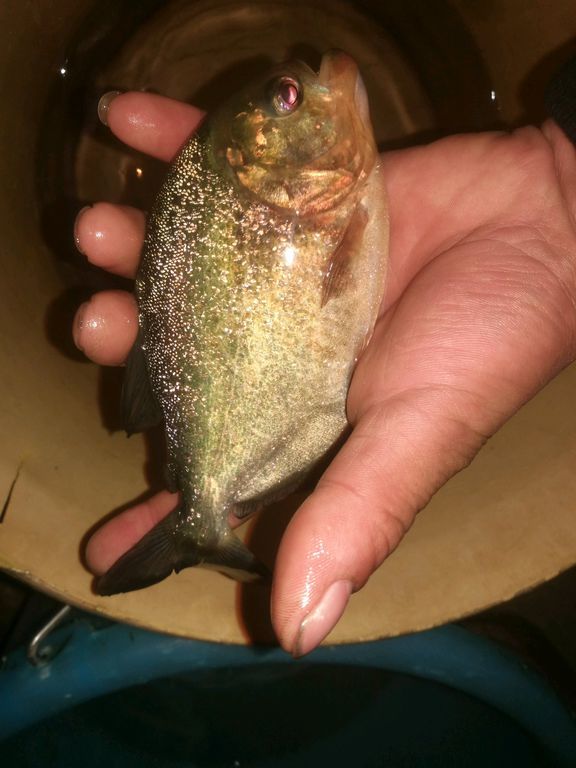 食人鱼|东莞河道有人发现“食人鱼”，其实这鱼早就入侵我国江河了？