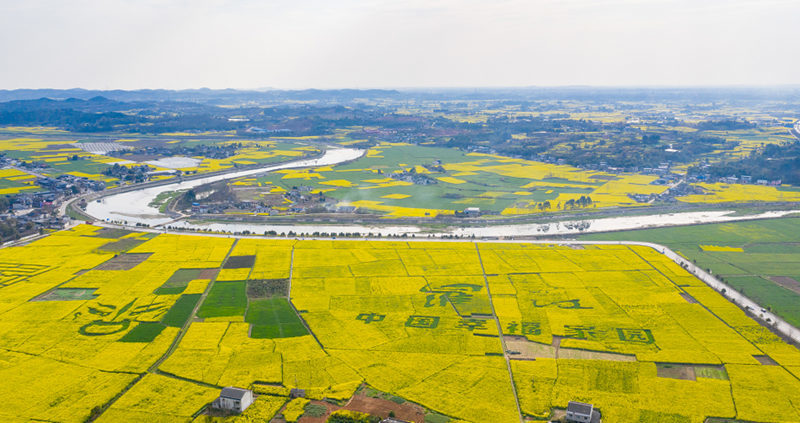 今日,四川罗江第二届油菜花节在四川乡村振兴示范村—德阳市罗江区