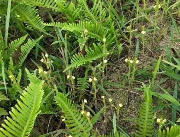 此草无法独自生存 价值很珍贵 如今千元一斤 人称 草中黄金 腾讯新闻