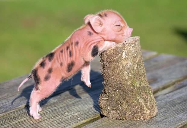 murray),克里斯非常疼爱这些小可爱,甚至公开表示,这些迷你小猪是最