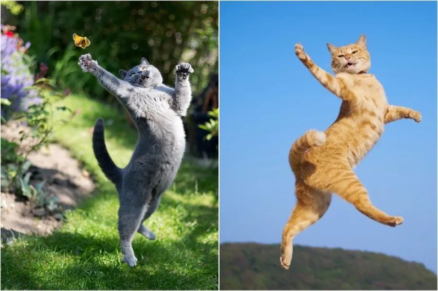 飞行模式已开启······黑猫:大家好,我也想踢足球