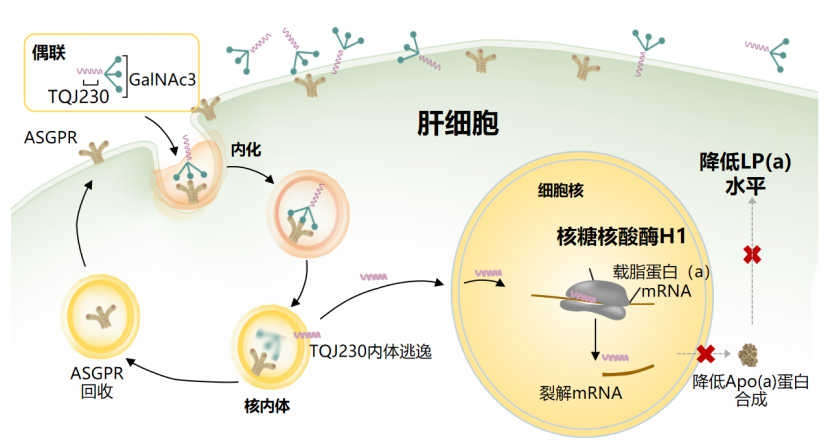 降脂药|横空出世，盘点血脂领域的“新星”降脂药！