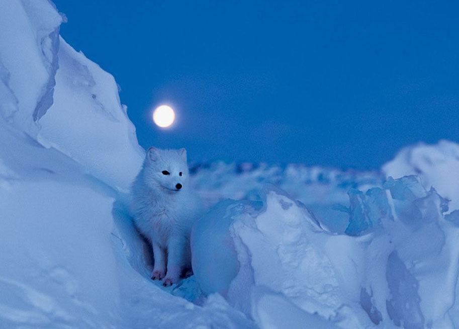 这不会是做梦吧? 白狐却是再三叩首,跟人一样,老汉