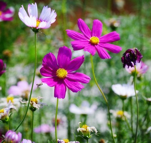 到了3月上旬 4属相贵人相助 事业进步 生活蒸蒸日上 腾讯新闻