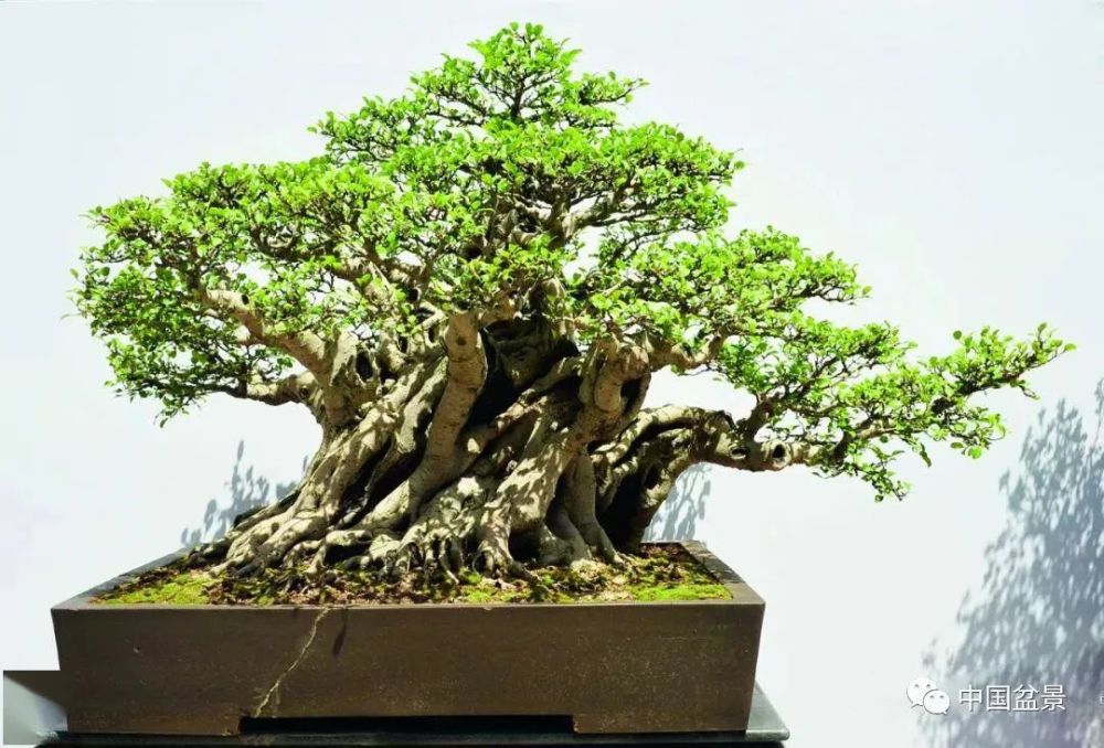 "不积跬步,无以至千里"的客观规律的前提下,如何去对待盆景艺术创作
