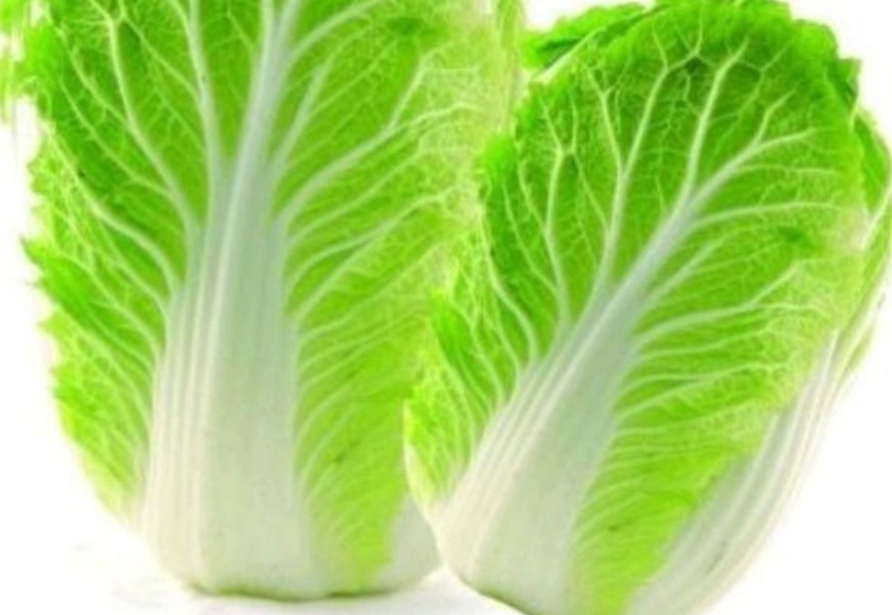 夏季露地这样去栽培大白菜 不但能卖好价格 一样能丰收丰产 腾讯新闻