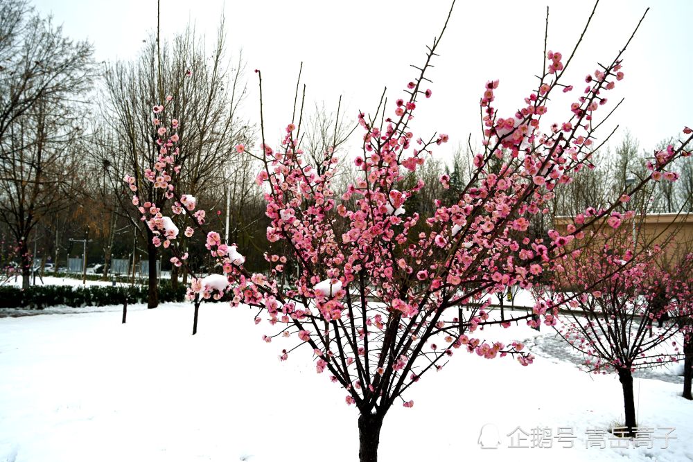 牛年春雷伴梅雪柳风花雨催惊蛰 腾讯新闻