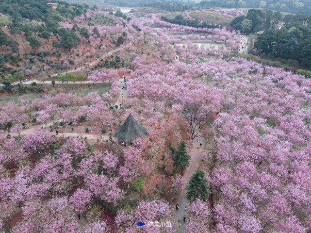 百萬櫻花園坐落於常寧市羅橋鎮大義山生態自然保護區廟山村,距長沙248