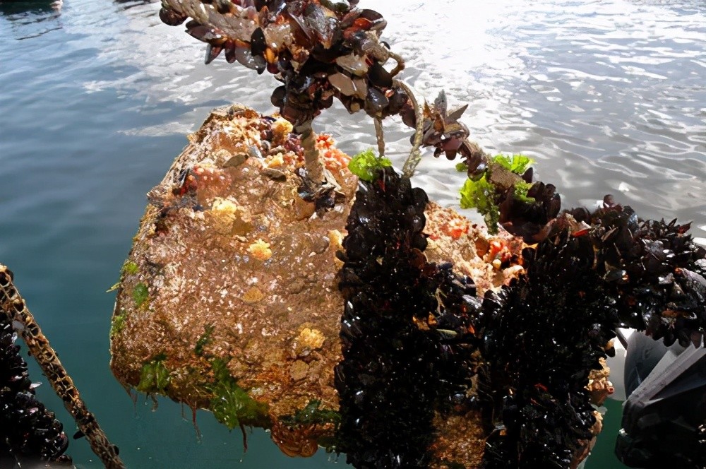 怎样消灭养殖网箱中又“污”又“损”的生物？_腾讯新闻