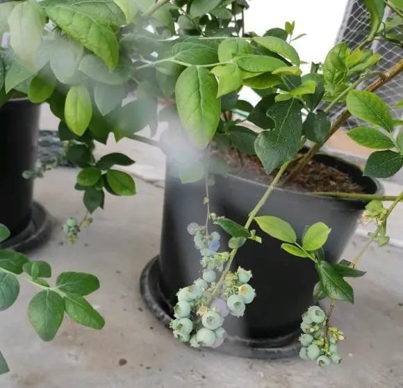 蓝莓|春天适合种蓝莓，买棵蓝莓苗，种在花盆里，等着夏天吃果果