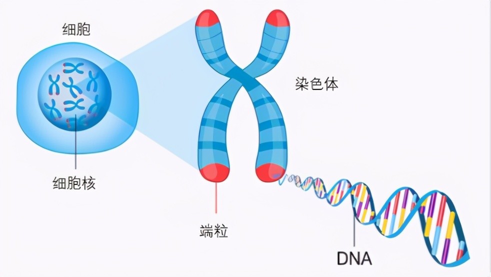 碳基生物|同样是碳基生物，为什么龙虾理论上能活1000岁，人类却不能？