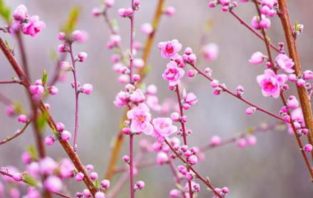 桃胶|小仙女们：“养颜圣品”真能让人变美美哒？