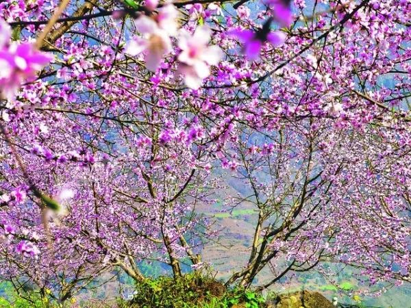 长寿湖露营基地 桃花图片