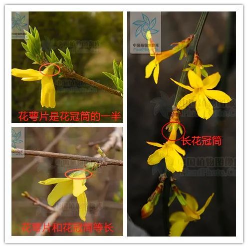 春天来了 送你一朵小黄花丨花花万物 腾讯新闻