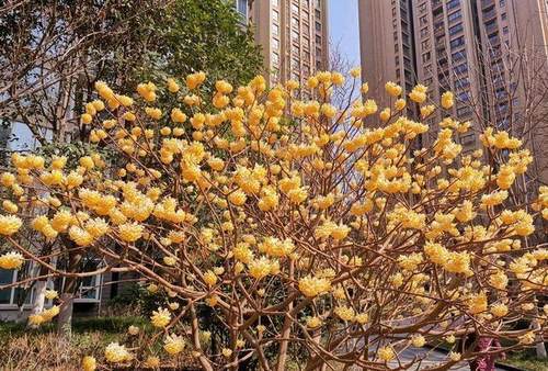 结香|结香是一种怎样的植物