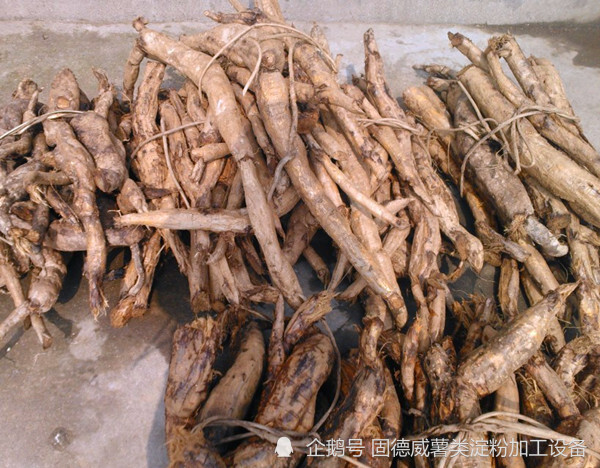 葛粉|传统葛粉制法产量太低，现代化的葛根淀粉加工设备具备哪些优势？