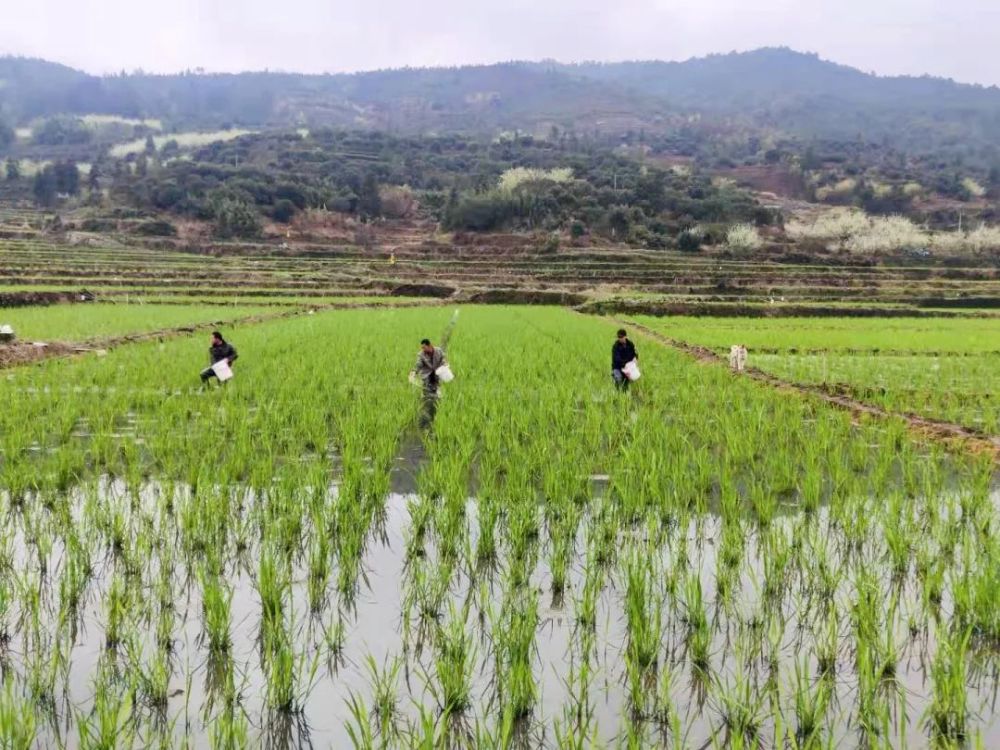 水口村|“一口田赚了5万元！” 水口村“茭白王”田里开说“种茭经”