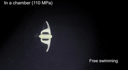 软体机器人|国产软体机器人成功挑战水下10900米，无耐压外壳游最深海沟