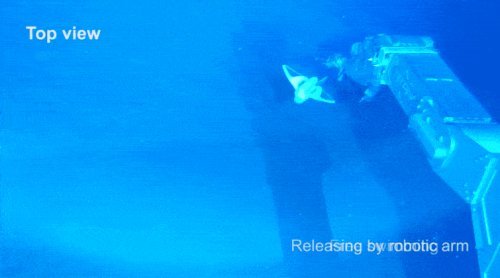 软体机器人|国产软体机器人成功挑战水下10900米，无耐压外壳游最深海沟