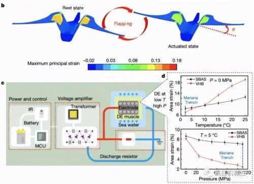 软体机器人|国产软体机器人成功挑战水下10900米，无耐压外壳游最深海沟
