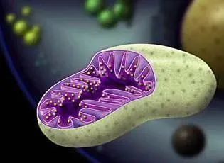 丙肝|乙肝/丙肝之间区别，它可以整合细胞，还有稳定持续存在的模板