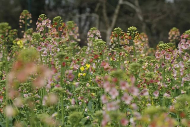 神奇的 五彩花海 七彩花海 来啦 收好这份春游地图 3月出游用得上 新叶古村 西溪湿地 临安区 油菜花 田园